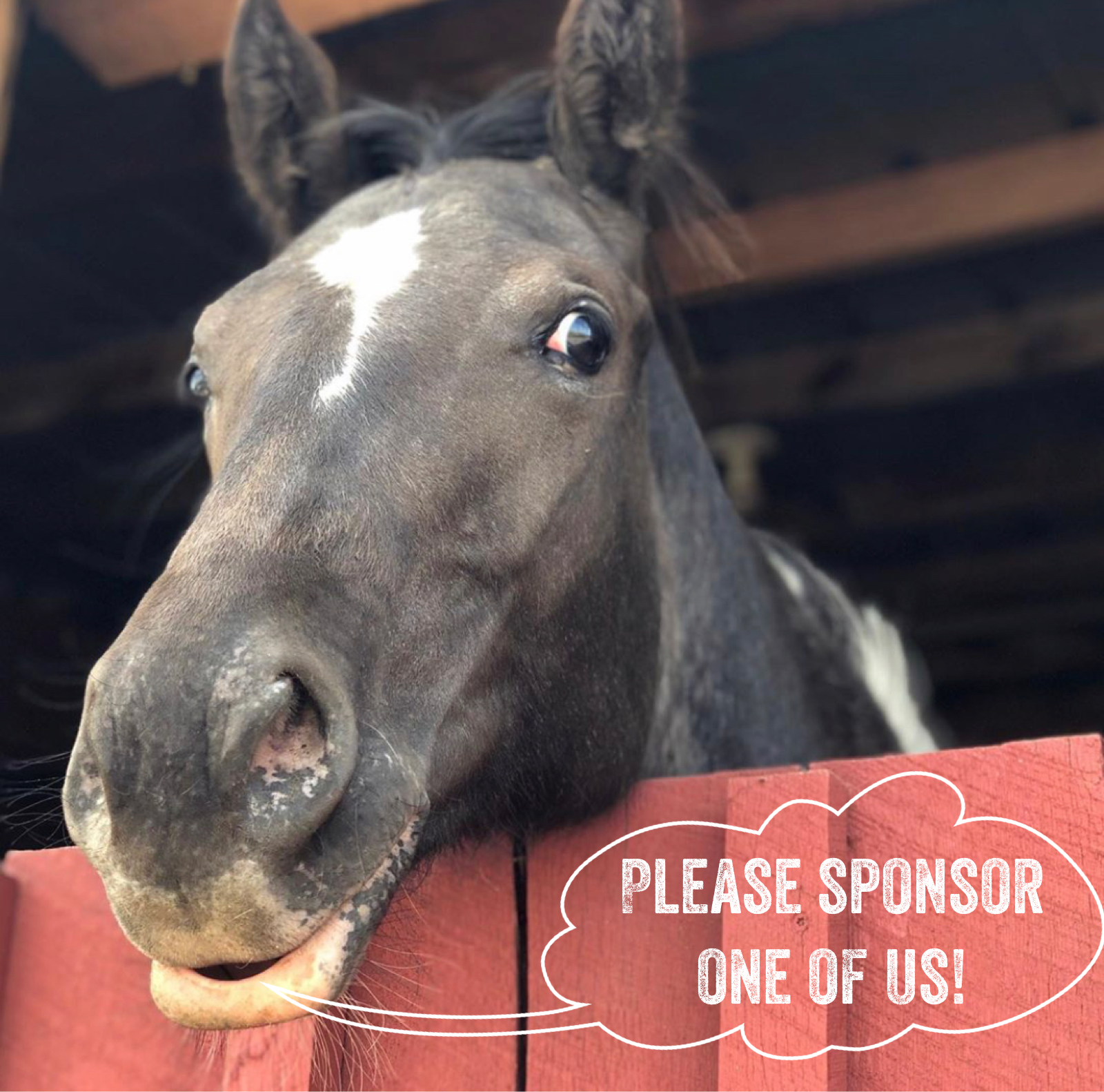 Nevada Pintaloosa asking you to Sponsor a Horse